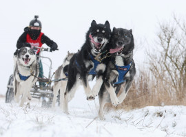 1,5 Std. Husky Schlittenfahrt in Dülmen