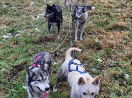 2 Std. Husky Trekking in Dülmen