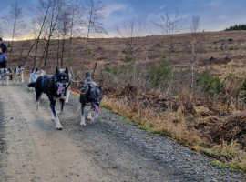 1 Std. Husky Trekking in Dülmen
