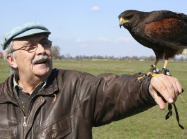 Falkner-Erlebnis in Gollenberg, Raum Berlin in Brandenburg