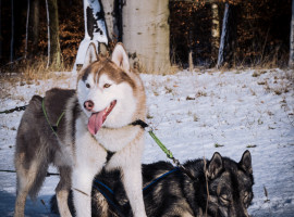 2 Std. Husky-Fahrt für Erwachsene in Fürstenberg
