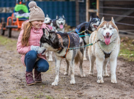 2 Std. Husky-Fahrt für Kinder in Fürstenberg