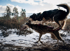 4 Std. Husky-Fahrt in Lauchhammer