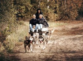 4 Std. Husky-Fahrt für Zwei in Lauchhammer