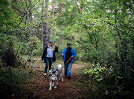 5 Std. Husky Trekking in Lauchhammer