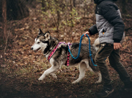 180 Min. Husky wandern in Lauchhammer