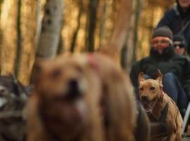 2 Std. Schlittenhunde-Fahrt in Neu Benthen, Raum Schwerin