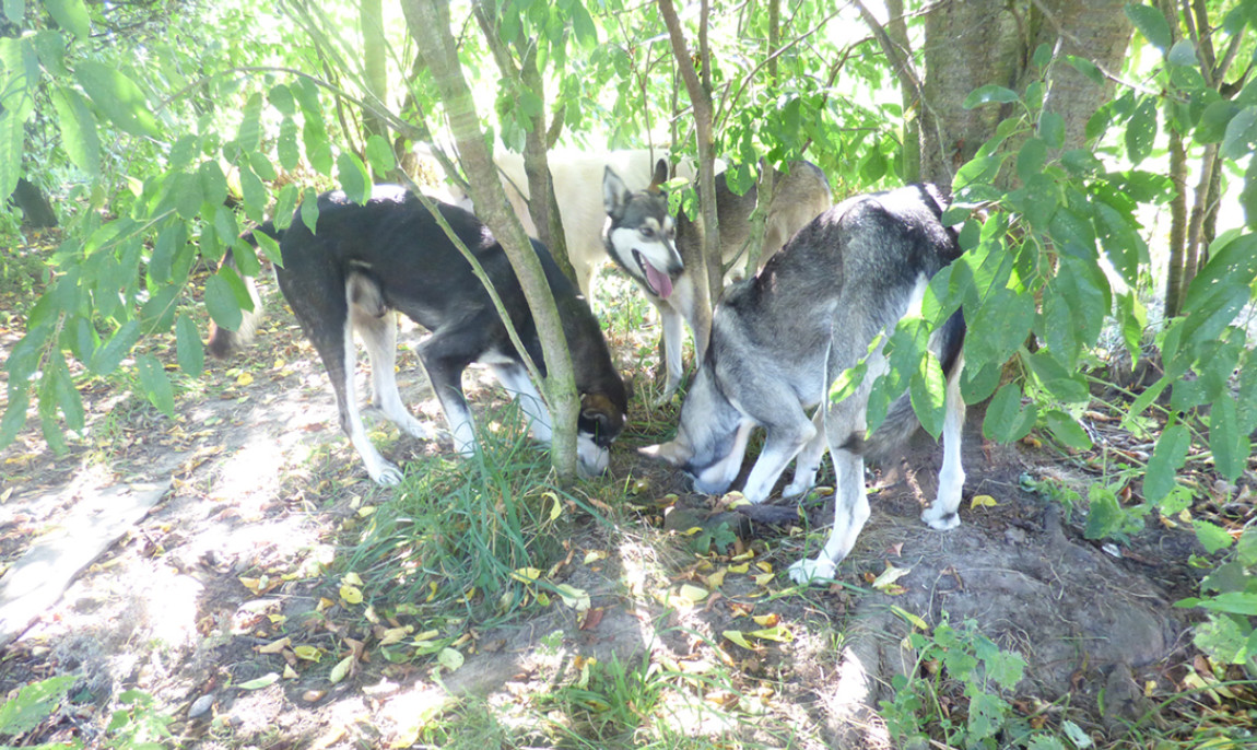assets/images/activities/schlittenhunde-fahrt-in-neu-benthen-raum-schwerin/1280_0002_16-08-24d-1150x686x90.jpg