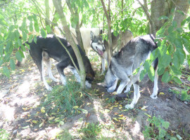 2 Std. Husky-Trekking in Neu Benthen, Raum Schwerin