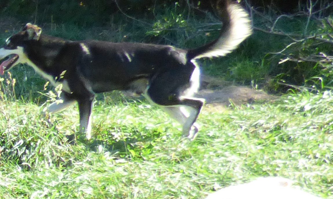 assets/images/activities/schlittenhunde-fahrt-in-neu-benthen-raum-schwerin/1280_0003_16-08-24a-1150x686x90.jpg