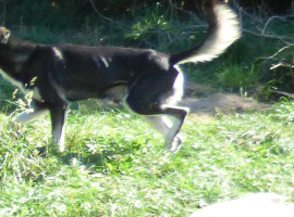 assets/images/activities/schlittenhunde-fahrt-in-neu-benthen-raum-schwerin/1280_0003_16-08-24a-270x200x90.jpg