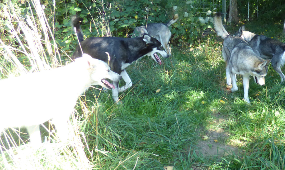 assets/images/activities/schlittenhunde-fahrt-in-neu-benthen-raum-schwerin/1280_0004_16-08-24-1150x686x90.jpg