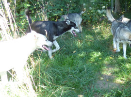 assets/images/activities/schlittenhunde-fahrt-in-neu-benthen-raum-schwerin/1280_0004_16-08-24-270x200x90.jpg