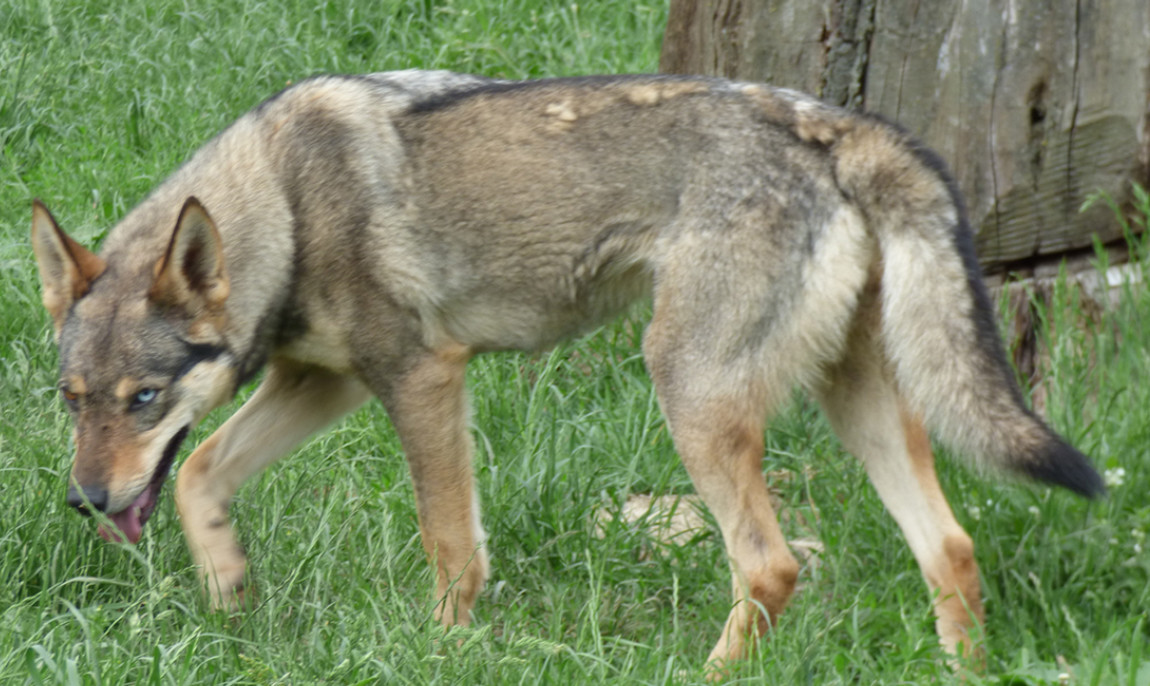 assets/images/activities/schlittenhunde-fahrt-in-neu-benthen-raum-schwerin/1280_0005_16-05-27e-1150x686x90.jpg