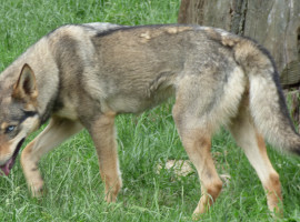 assets/images/activities/schlittenhunde-fahrt-in-neu-benthen-raum-schwerin/1280_0005_16-05-27e-270x200x90.jpg