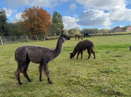 2,5 Std. Alpaka-Auszeit in Schönau-Berzdorf