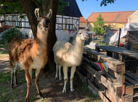 2 Std. Alpaka-Picknick in Schönau-Berzdorf