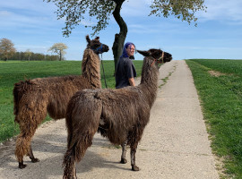 1,5 Std. Lama-Wanderung in Schönau-Berzdorf