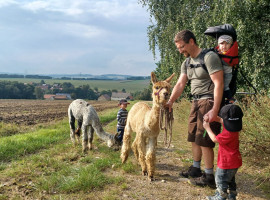 1,5 Std. Alpaka-Wanderung in Schönau-Berzdorf
