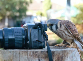 1 Std. Hochzeitsbilder mit Greifvogel bei Ihnen zu Hause im Raum Speyer