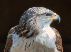 1 Std. Greifvogelerlebnis inkl. Führung durch die Falknerei in Speyer-Spitzenrheinhof