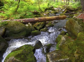 2 Tage Sumpf Survival Wochenende in Bad Malente