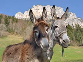 Esel-Trekking-Tour