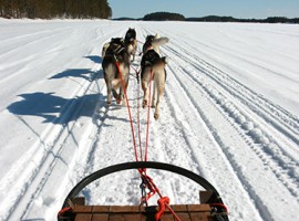 Schlittenhunde- Fahrt
