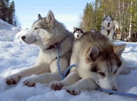 Husky-Wanderung